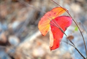 IIP Online Student Photography